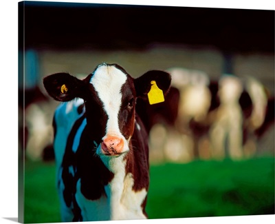 Holstein-Friesian calf