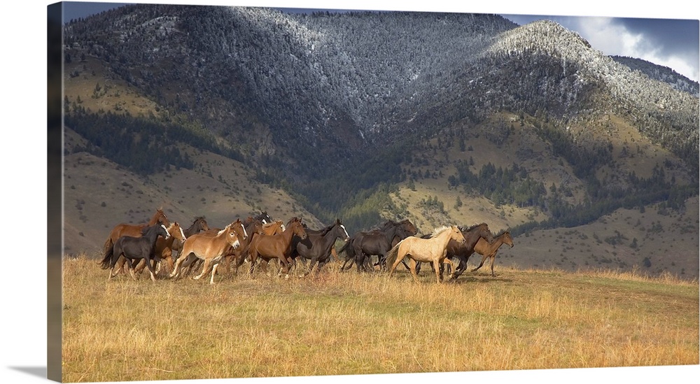 'Horse and mule stampede in the Bridger Mountains, Northern Montana'