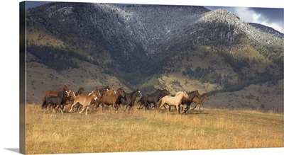 "Horse and mule stampede in the Bridger Mountains, Northern Montana"