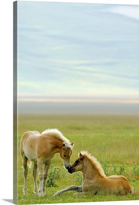 Horse foals in field.