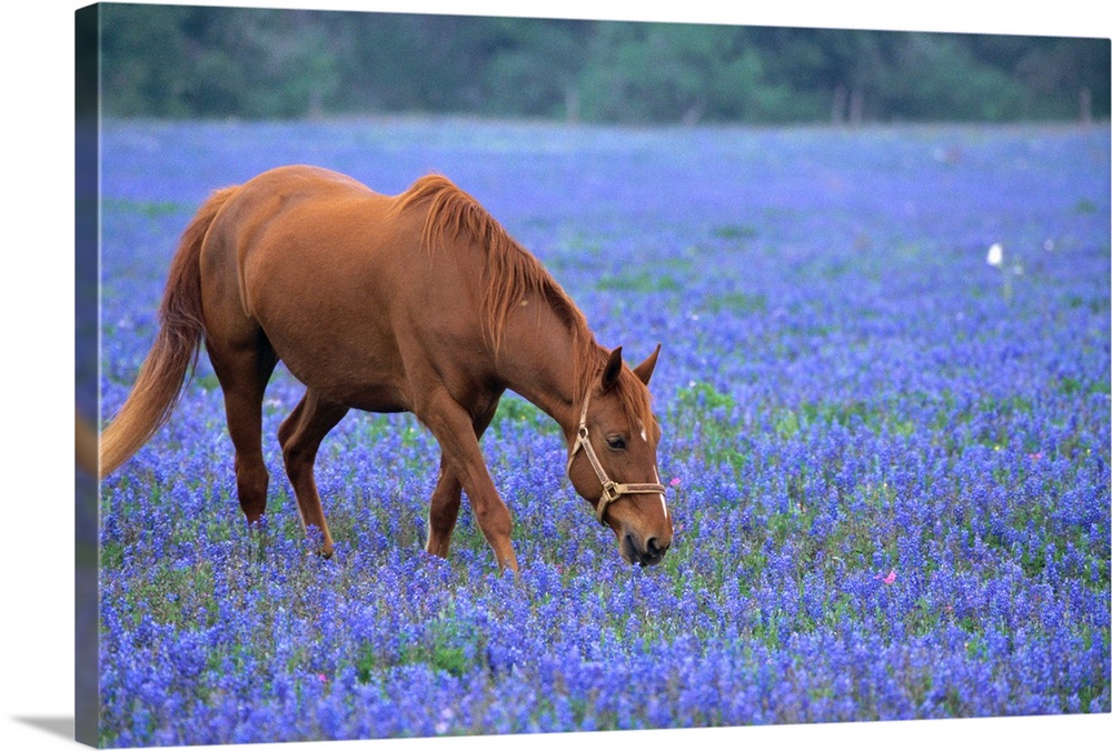 Horse Grazing Among Bluebonnets