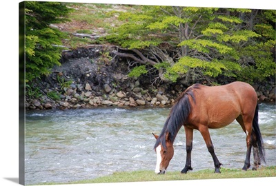 Horse grazing at river side.