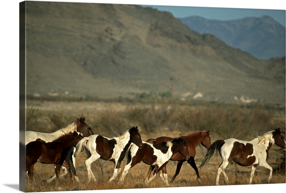 Wild horses herd running, Amargosa valley. Nevada.