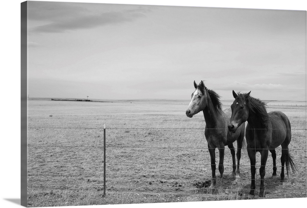 USA, New Mexico, Trujillo, Horses standing behind barbed wire fence in high desert pasture
