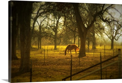 Horse in morning sun eating grass.