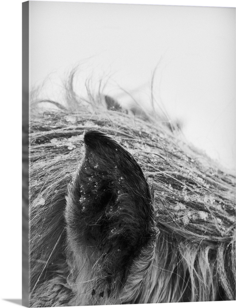 Horse in winter, close-up of ear and mane. Black and white photo.