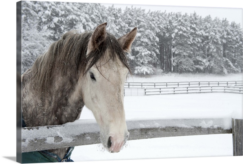 Horse looking over fence during snow storm.