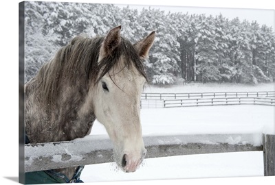 Horse looking over fence during snow storm.