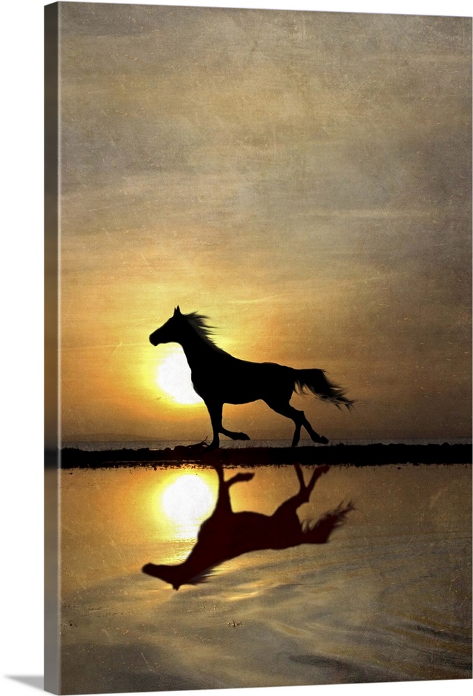 Silhouette of horse running along beach with reflection and sunset.