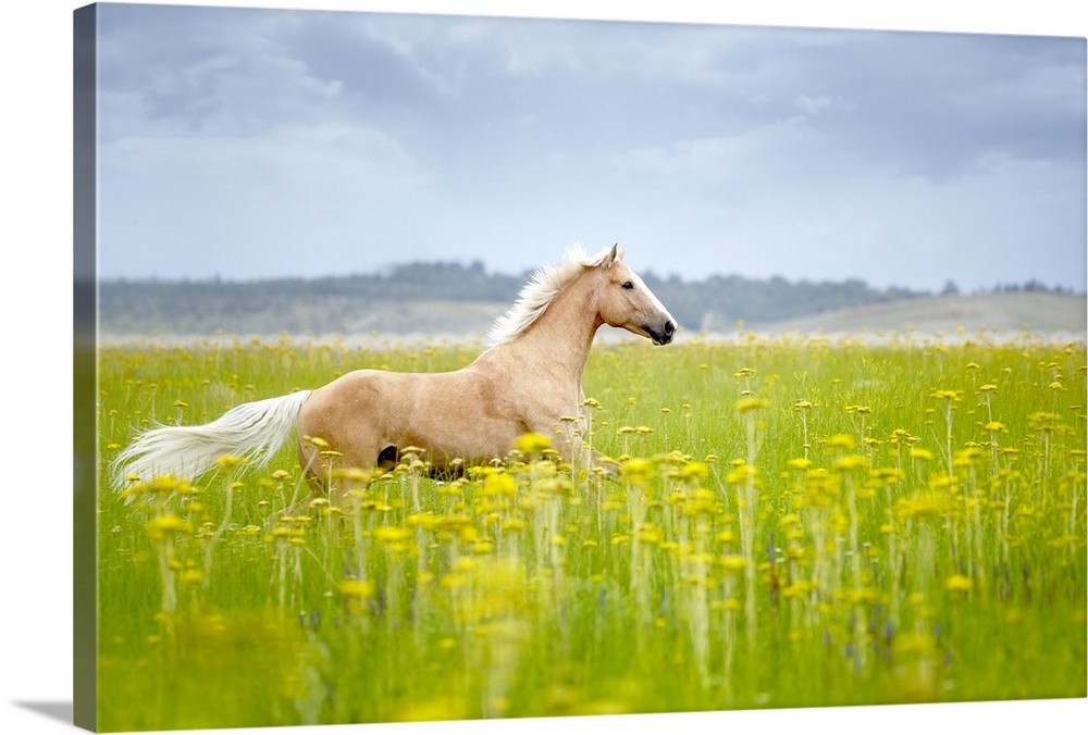 Horizontal photograph on a big wall hanging of a tan horse trotting through a golden field of tall grasses and flowers, on...
