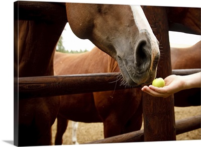 Horse smelling a yellow apple.