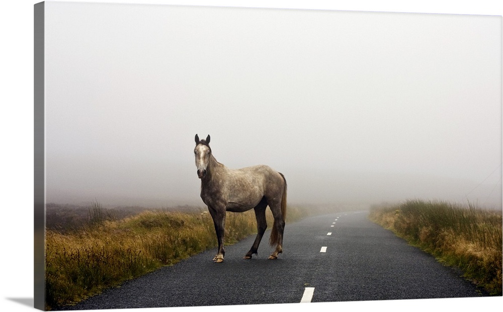 Oversized landscape photograph of a horse standing in one lane of a two lane road, grassy fields on both sides of the road...