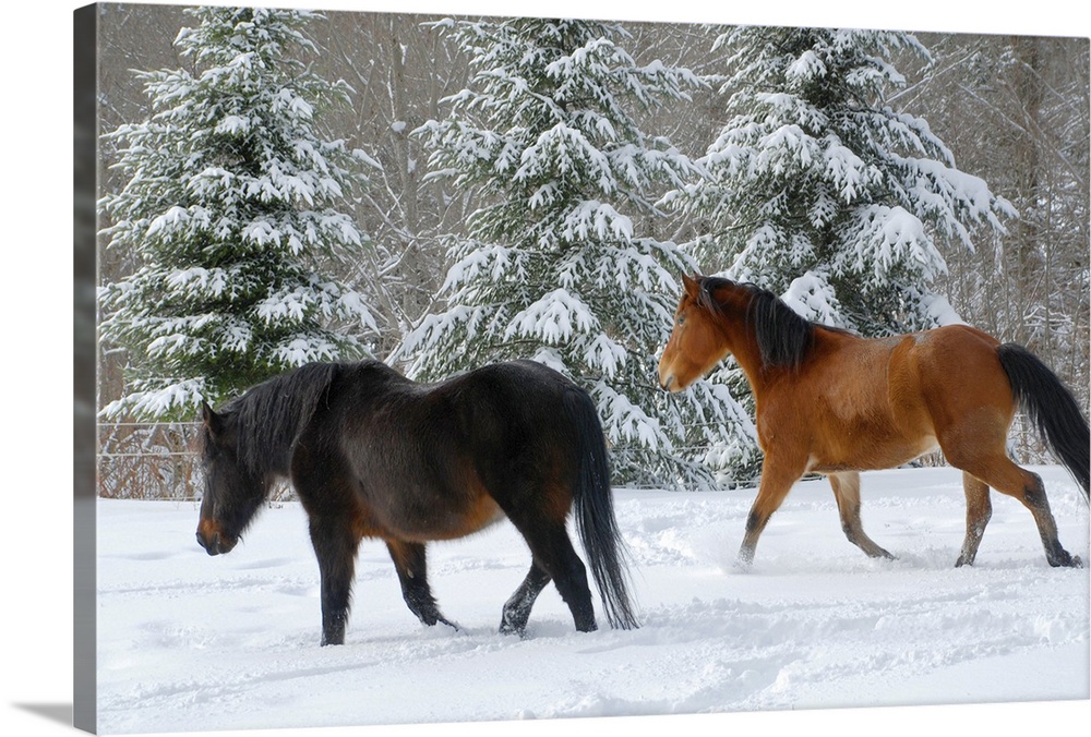 Bay half-Frisian mare and dark brown Canadian gelding trotting through deep snow. Three tall fir trees laden with fresh sn...