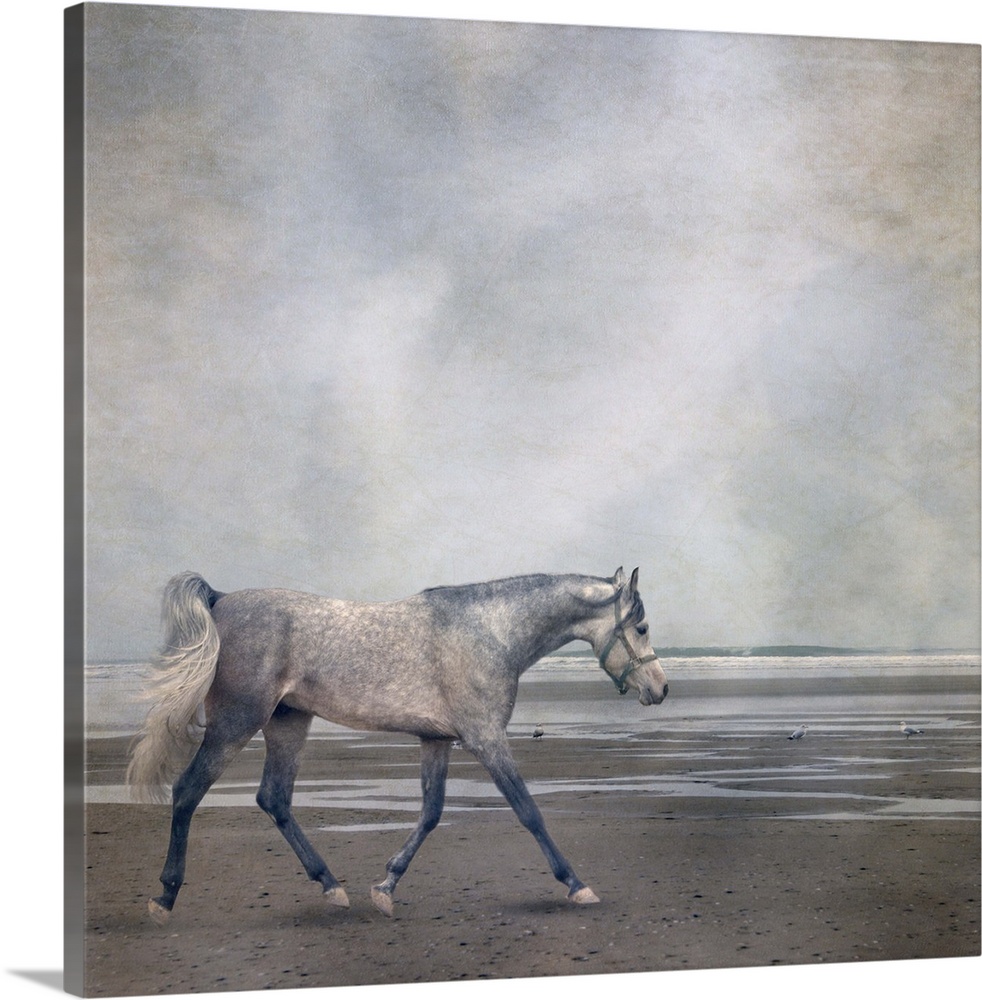 Grey arabian horse trotting along beach. Texturized.