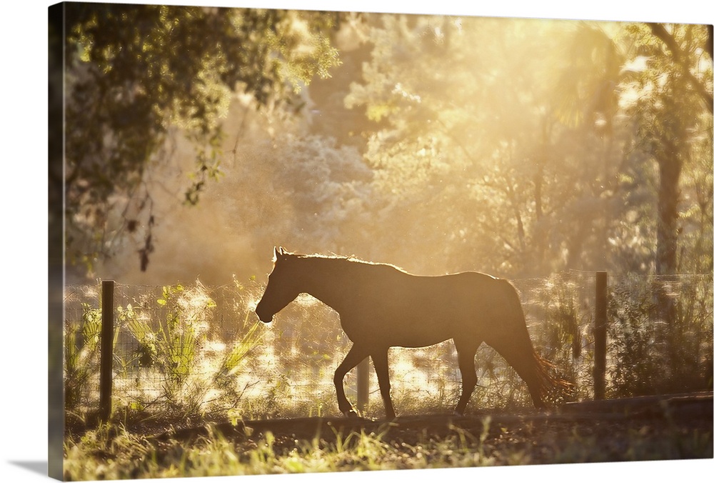Horse underneath canopy of trees in forest or woods running along fence, backlit by sunset.