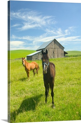 Horses And Barn In Prairie