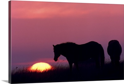 horses at sunset