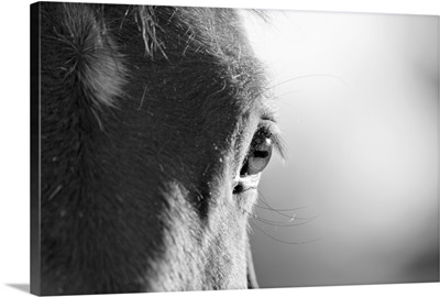 Horses face in black and white, with focus on eye.