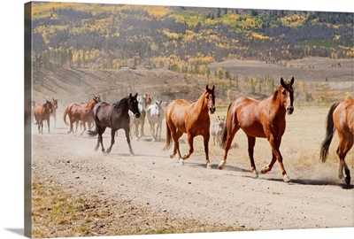 Horses galloping on a trail on a ranch