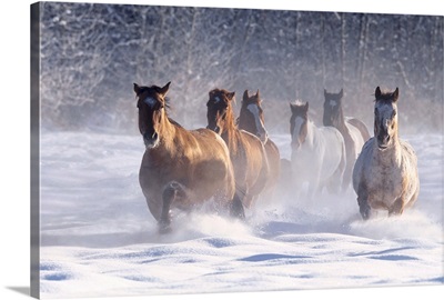 Horses galloping through snow, Washington State