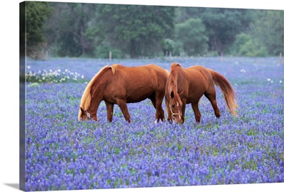 Horses Grazing Among Bluebonnets