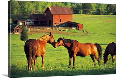 Horses grazing in sunny pasture