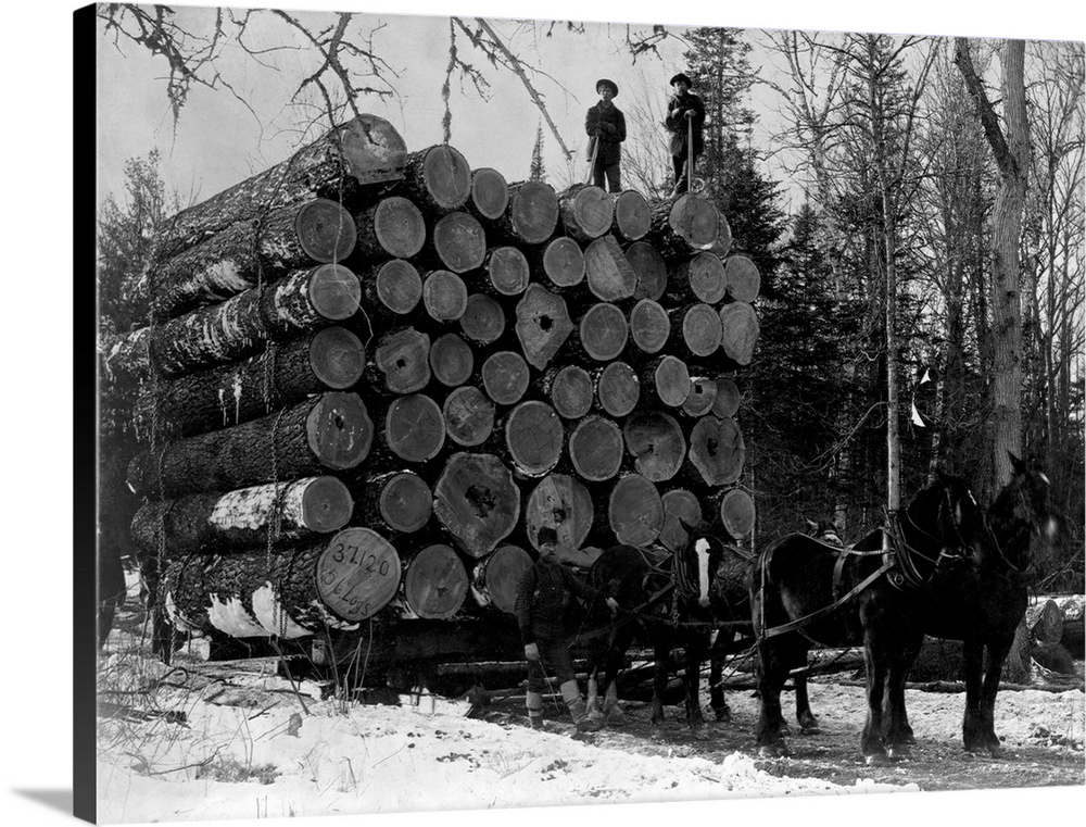 Horses Hauling Huge Load Of Logs