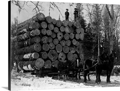 Horses Hauling Huge Load Of Logs