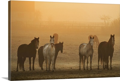 Horses in a field on a misty November morning