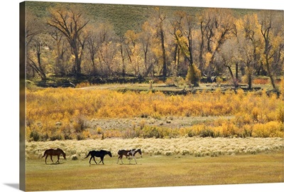 Horses in autumn landscape