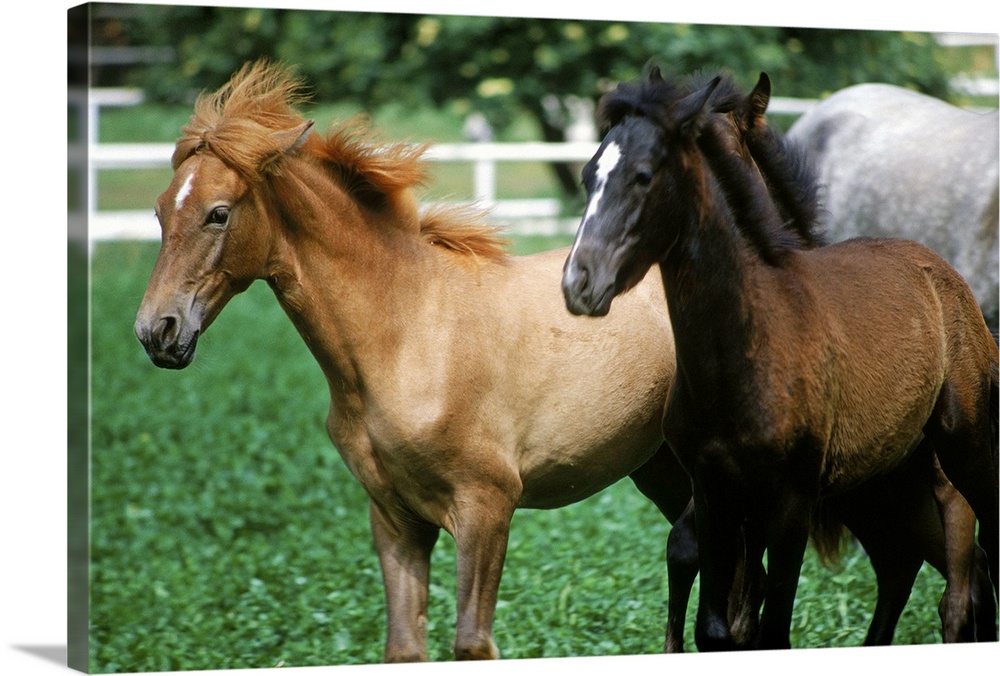 Horses in enclosure