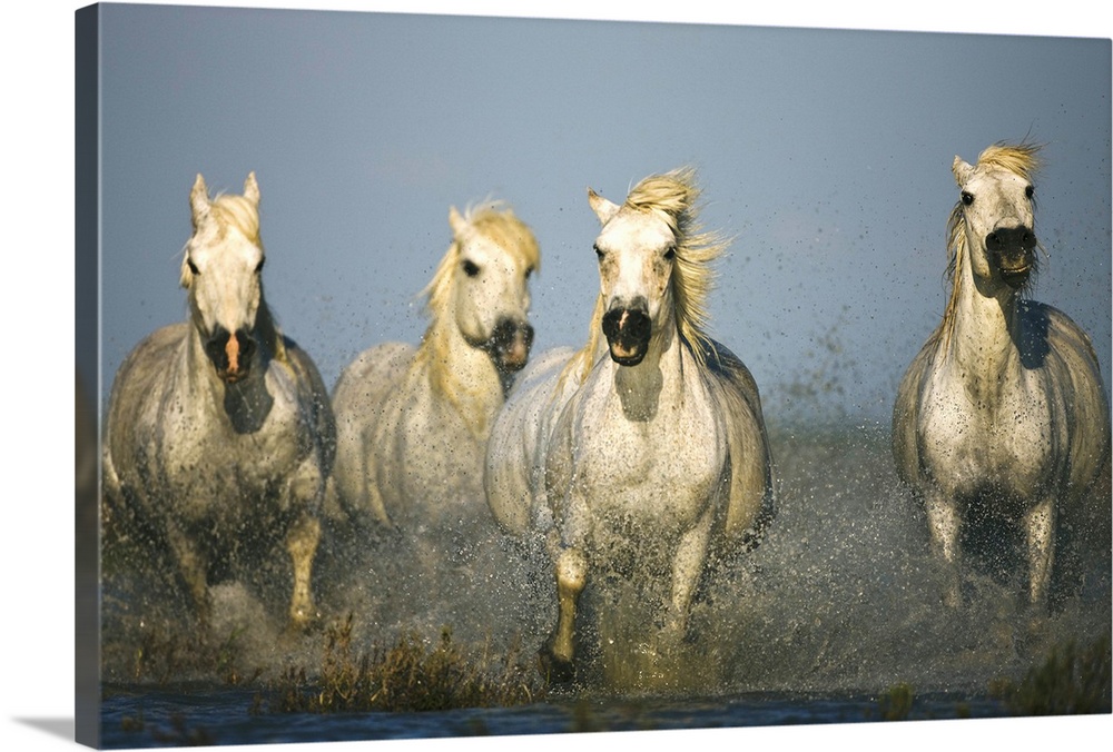 White horses of the Camargue ( Equus ferus caballus ) running through a lake, manes flying in the wind with water splashin...