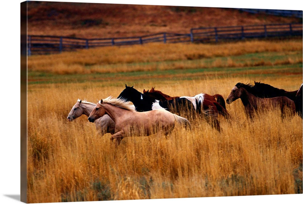 Horses running in field