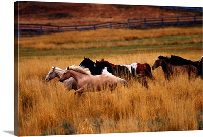 Horses running in field