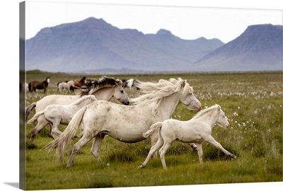 Horses running wild in Iceland