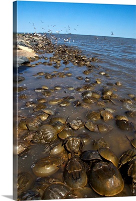 Horseshoe crabs during migration on Delaware Bay