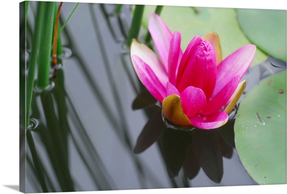 A lovely vivid hot pink lotus or water lily in a pond with shadows and greens.