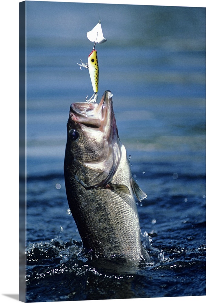 Huge largemouth bass jumping Solid-Faced Canvas Print