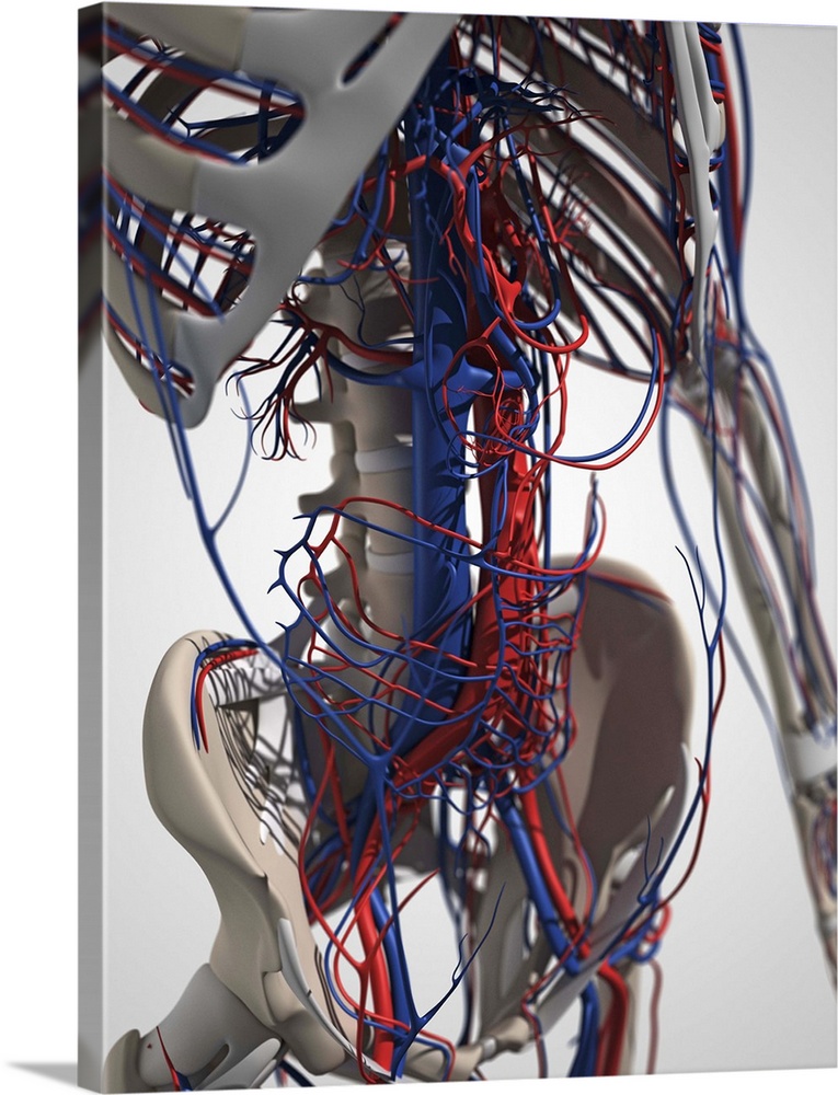 Human anatomy. Computer artwork showing bones and the vascular system.