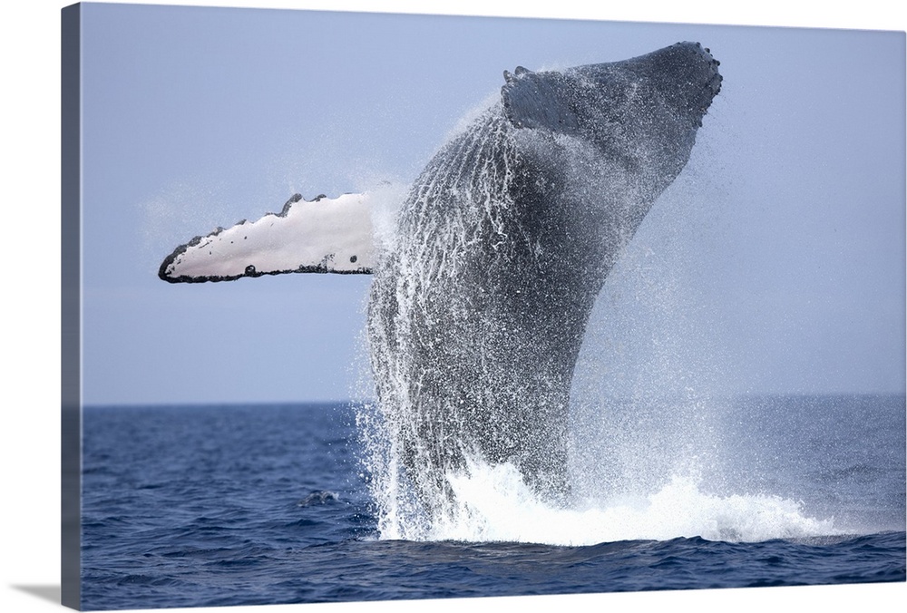 USA, Hawaii, Big Island, Humpback Whale (Megaptera novaengliae) breaching in Pacific Ocean along Kona Coast