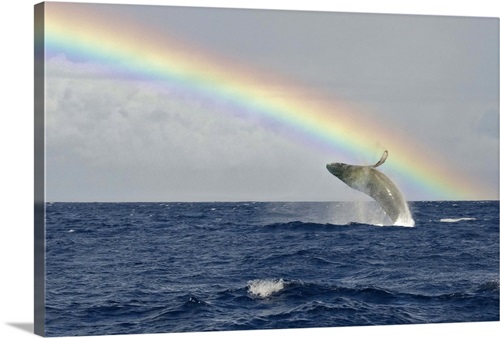 Humpback Whale Breach | Great Big Canvas