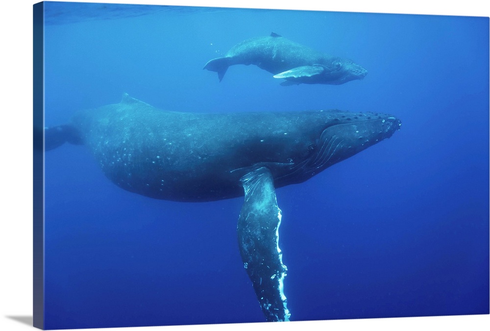 Humpback Whale Cow And Calf Underwater