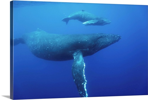 Humpback Whale Cow And Calf Underwater | Great Big Canvas