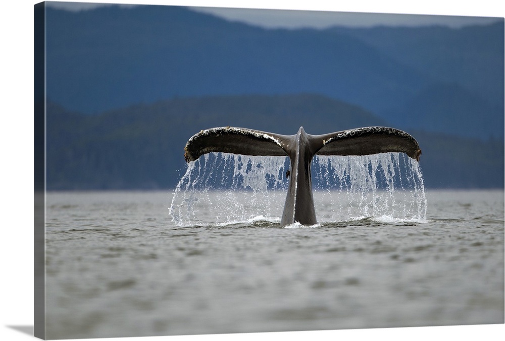 USA, Alaska, Tongass National Forest, Humpback Whale (Megaptera novaengliae) raises its tail while diving in Frederick Sou...