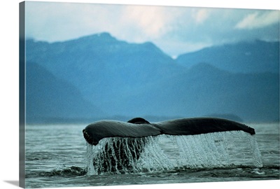 Humpback Whale Sounding