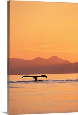 Humpback Whale Surfacing At Sunset