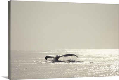 Humpback whale, tail over water surface, copy space, Hawaii, USA
