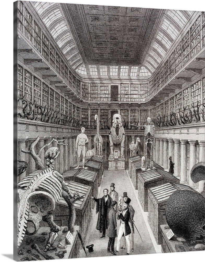 Hunterian Museum at the Royal College of Surgeons. Taken from an engraving by E Radclyffe. 19th century. Shows a large roo...