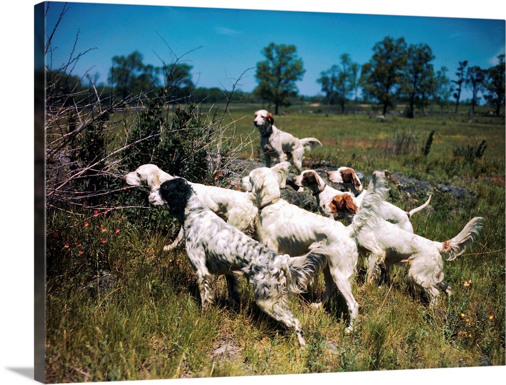 Hunting and hunting dogs.