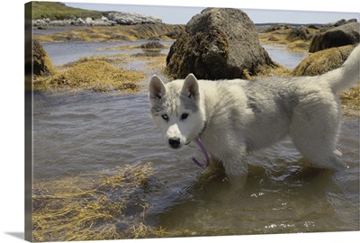Husky dog paddling in seawater